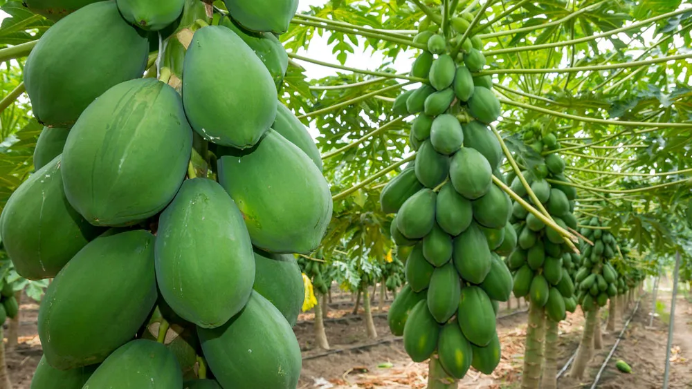 so-luoc-ve-cay-du-du-kimnonggoldtar-vn-5 Cây đu đủ Nguồn dược liệu quý giá trong y học cổ truyền Việt Nam hỗ trợ điều trị nhiều bệnh lý