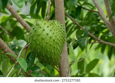 Quả mãng cầu ta chín mọng với các mắt nở to và lớp vỏ căng mịn đầy hấp dẫn