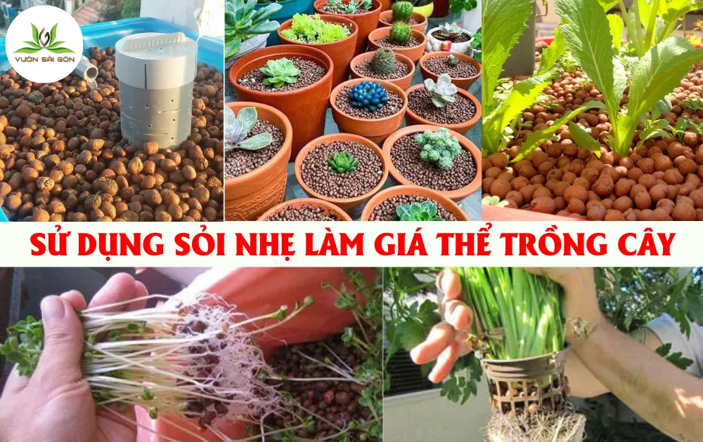 Vệ sinh kỹ lưỡng viên đất nung trước khi trồng để bảo vệ hệ rễ lan