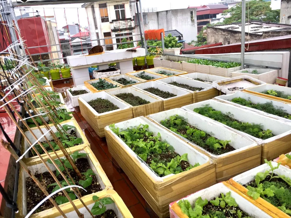 Trồng rau rô đất trong thùng xốp là giải pháp cung cấp thực phẩm sạch tối ưu cho gia đình phố thị