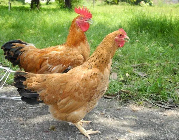 Mô hình nuôi gà Tàu Vàng trong chuồng mini mang lại hiệu quả kinh tế và chất lượng thịt cao