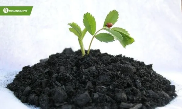 Giá thể Biochar than sinh học là giải pháp đột phá trong việc cải tạo đất và giữ nước