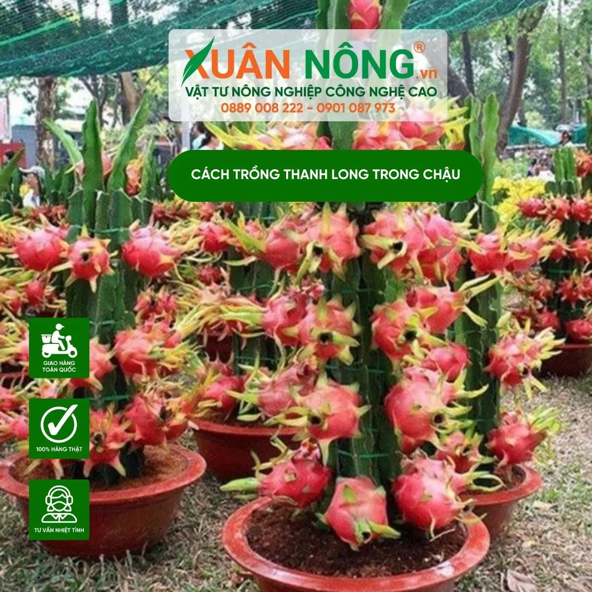 Sự kết hợp hoàn hảo giữa vẻ đẹp thẩm mỹ và giá trị nông nghiệp của thanh long ruột tím mini