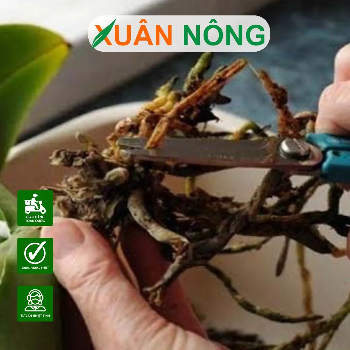 Quy trình thay chậu cần sự tỉ mỉ để tránh làm tổn thương bộ rễ thanh mảnh