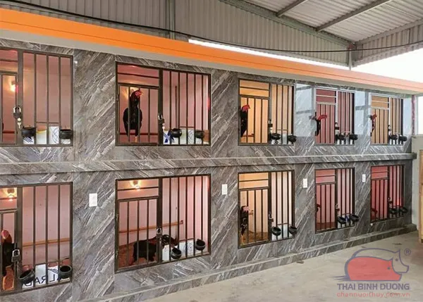 Hệ thống chuồng lưới hiện đại giúp kiểm soát dịch bệnh và tạo môi trường sống lý tưởng cho gà nòi