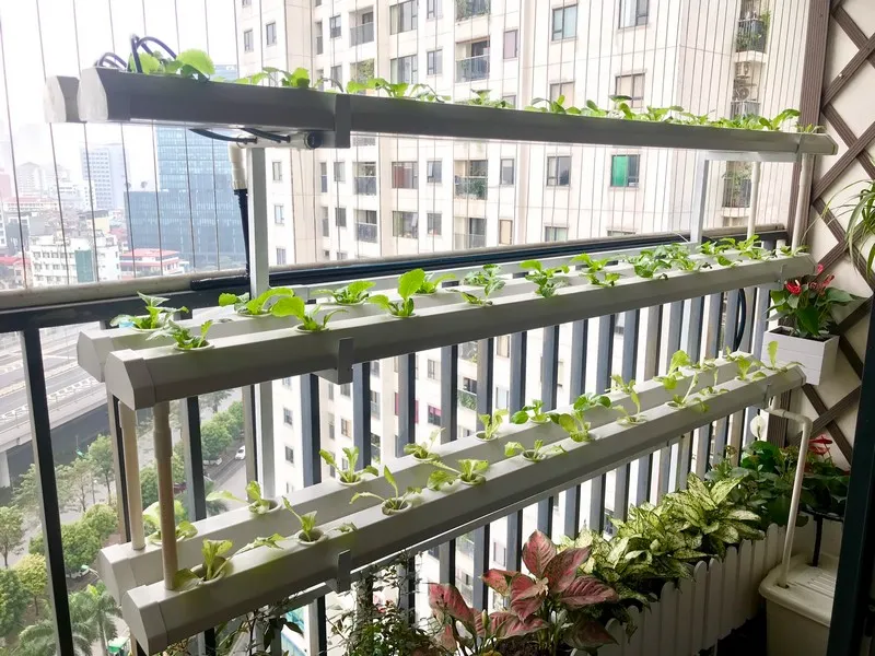 Mô hình thủy canh tại nhà giúp gia đình tự chủ nguồn rau sạch an toàn và tiết kiệm không gian
