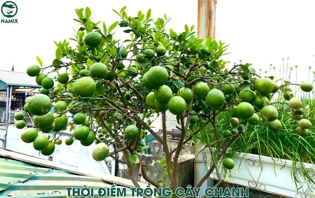 Bí quyết chăm sóc đúng kỹ thuật giúp cây chanh không hạt ra trái quanh năm