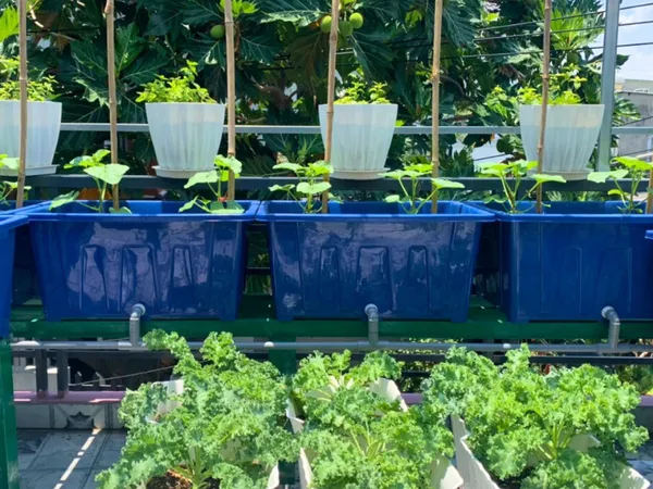 Lựa chọn các loại rau phù hợp giúp hệ thống Aquaponics cân bằng bền vững