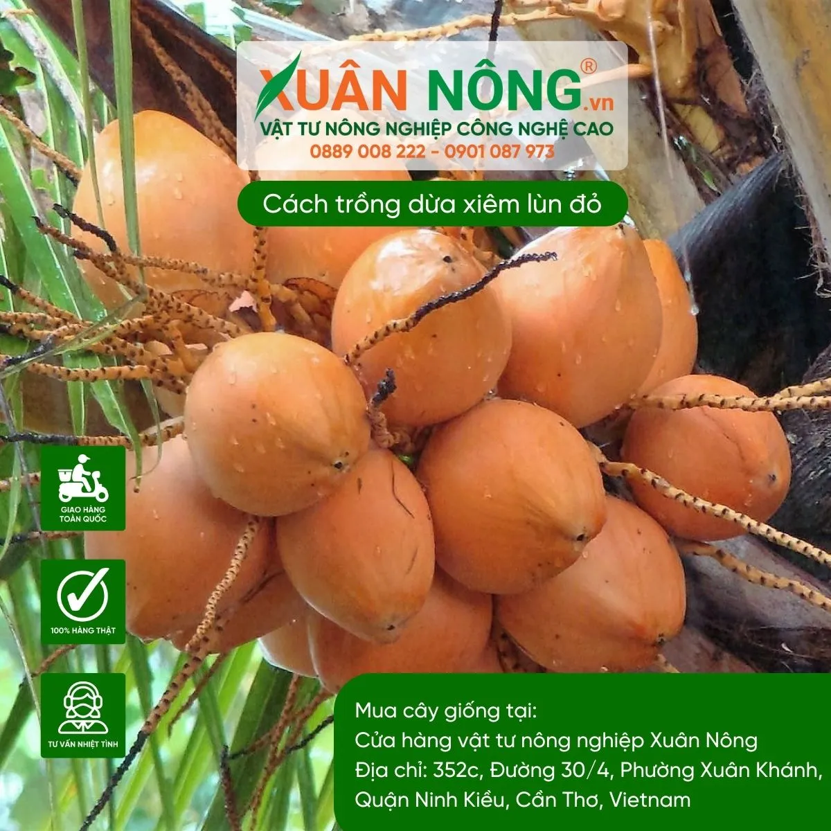 Nguồn nước dừa sạch và an toàn ngay tại không gian sống của gia đình