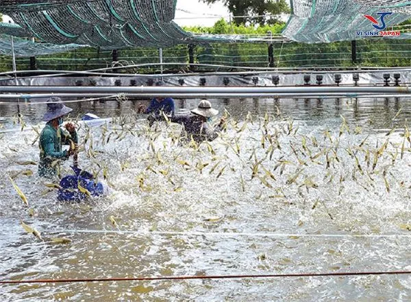 Thu hoạch tôm bông đất vào sáng sớm giúp giữ cho tôm luôn tươi khỏe và đạt chất lượng tốt nhất