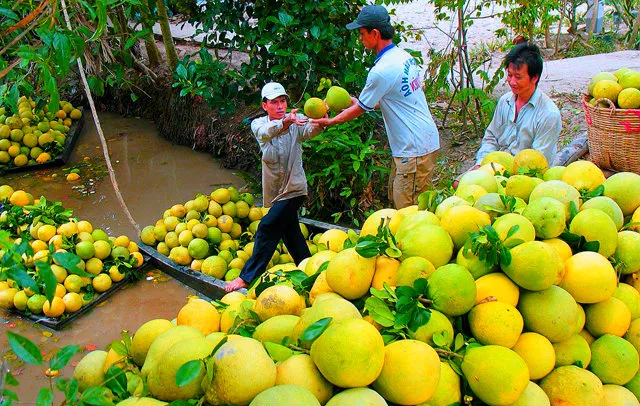 Những trái bưởi Năm Roi sạch được thu hoạch trực tiếp từ vườn sân thượng