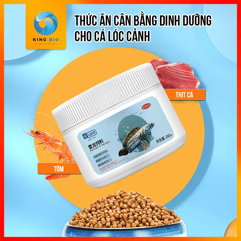 Chế độ ăn giàu đạm kết hợp vệ sinh bể thường xuyên là bí quyết giúp cá lóc đồng có thịt săn chắc