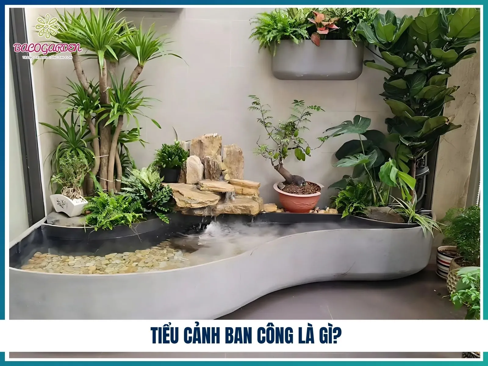 Vẻ đẹp lung linh của thanh long tím mini nâng tầm không gian sống