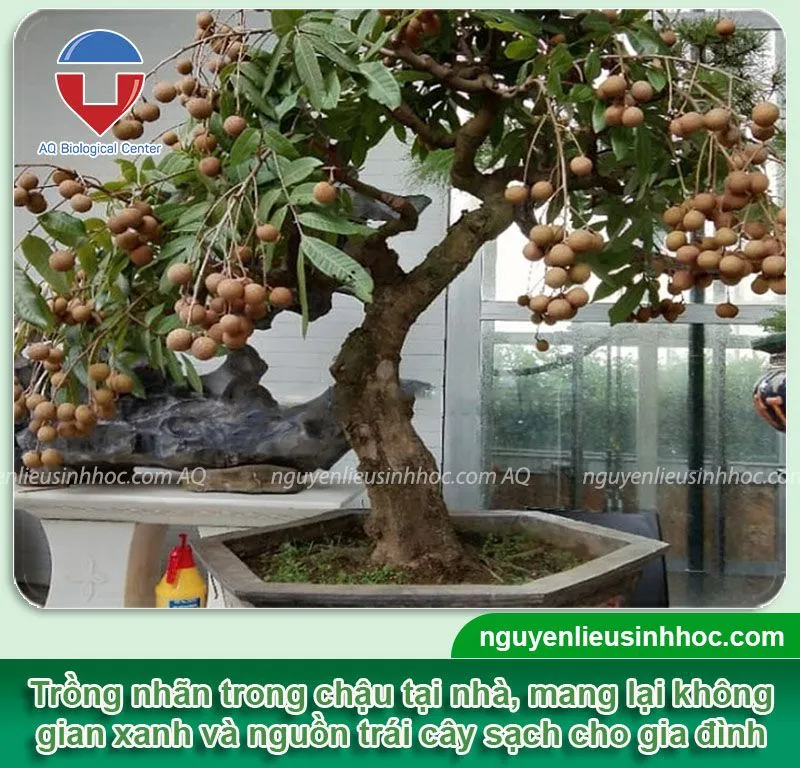 tim-hieu-ve-cach-trong-nhan-trong-chau Nhãn Tiêu Da Bò Bonsai mang lại vẻ đẹp xanh mát và nguồn trái cây sạch cho không gian nhà phố