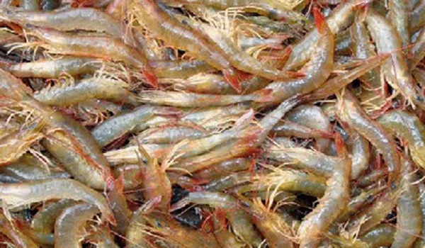 Tôm bông đất có giá trị kinh tế cao và là món đặc sản được ưa chuộng tại các nhà hàng
