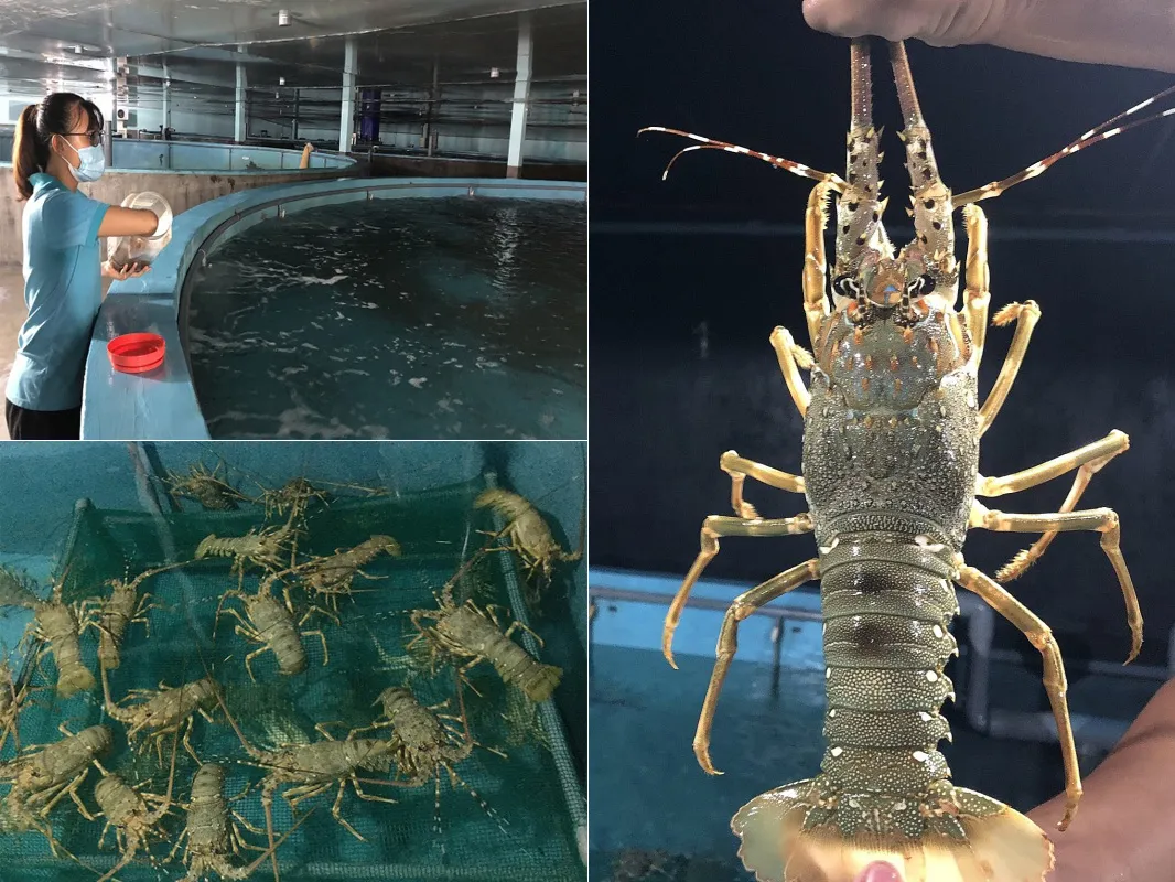 Kiểm soát chặt chẽ các chỉ số môi trường là yếu tố then chốt để tôm phát triển khỏe mạnh