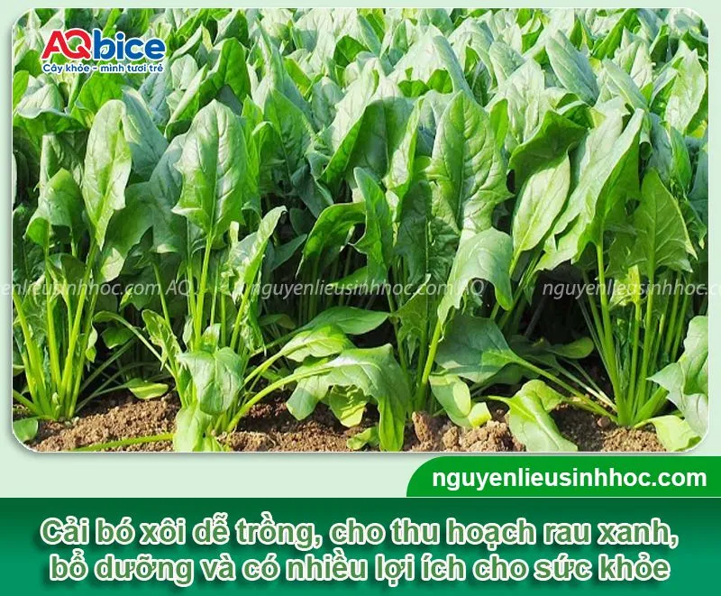 Mô hình trồng cải bó xôi trong thùng phi mang lại nguồn thực phẩm sạch cho gia đình