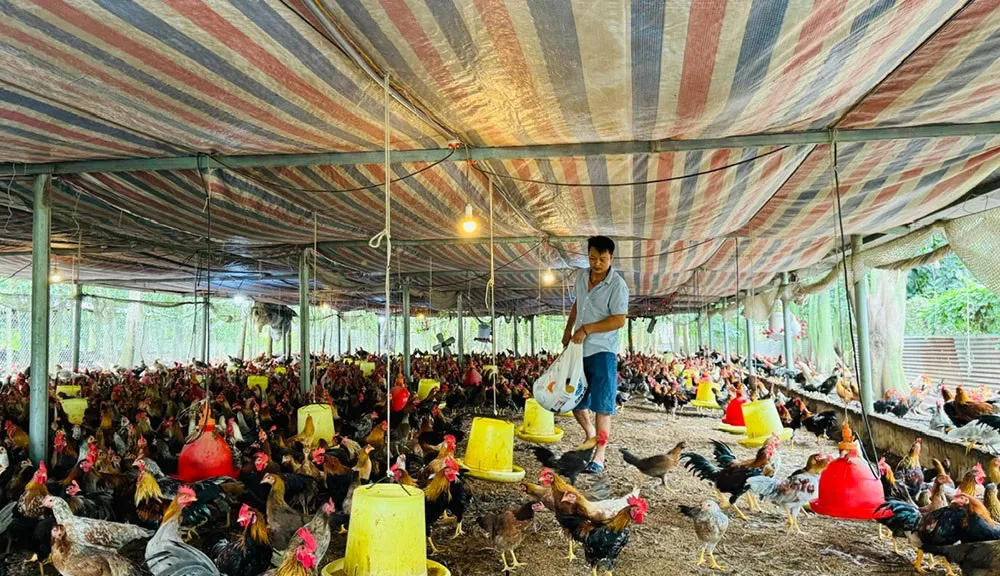 Môi trường tự nhiên giúp gà nòi phát triển khung xương và cơ bắp săn chắc