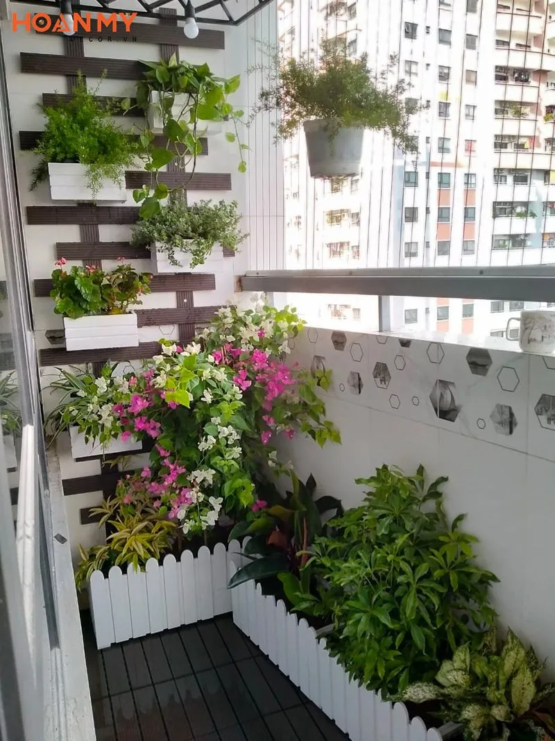 Cây bưởi mini giúp biến ban công nhỏ thành một khu vườn đầy sức sống