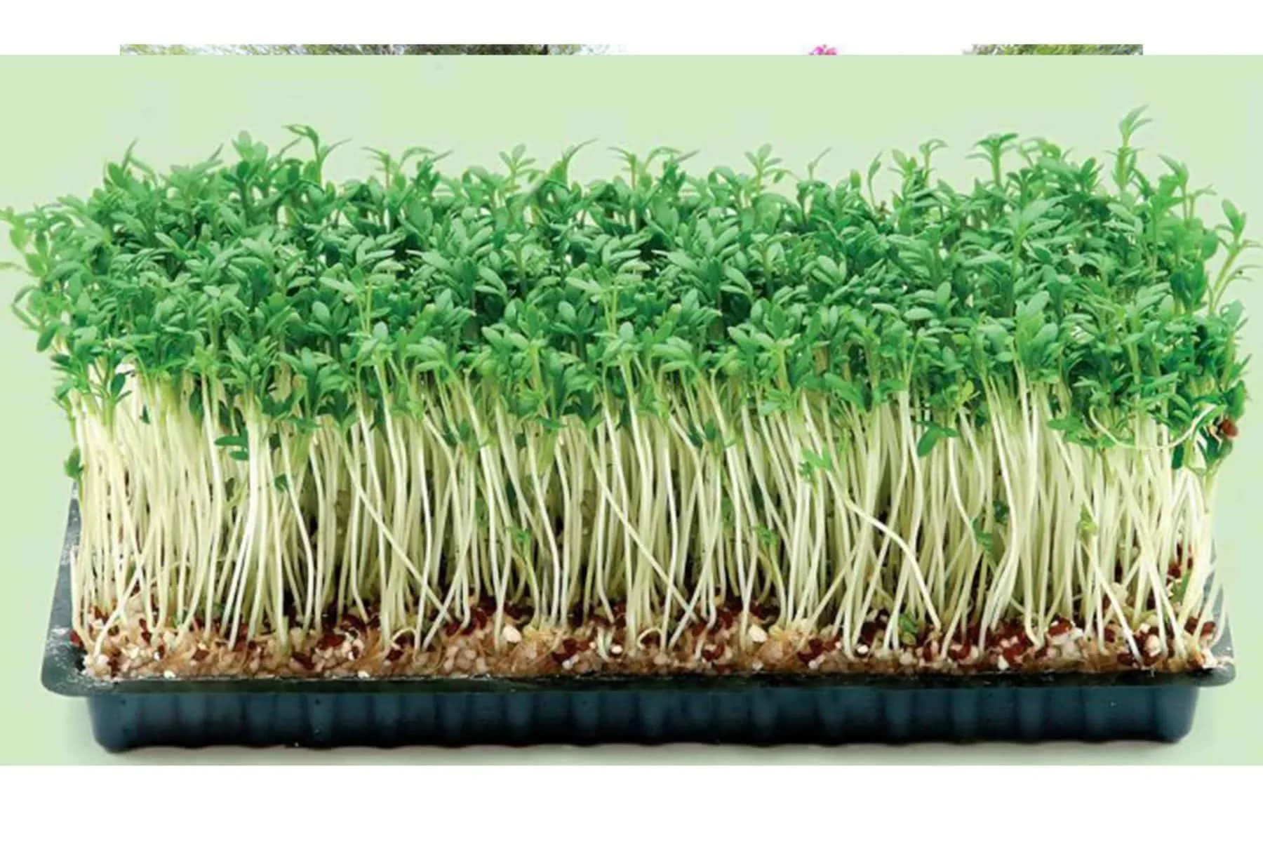 Rau mầm phát triển vượt trội và sạch sẽ trên giá thể Phenolic Foam chuyên dụng