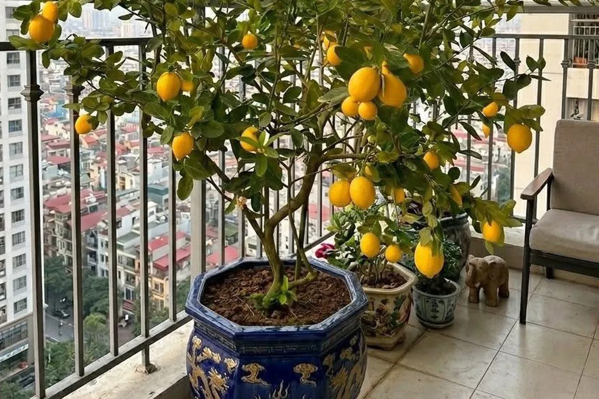 Tận dụng diện tích nhỏ hẹp để trồng chanh sạch là giải pháp thông minh cho không gian sống hiện đại