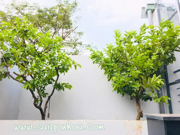 Ổi Cream mini ruột trắng  Giải pháp xanh hoàn hảo và nguồn thực phẩm sạch cho không gian phố thị