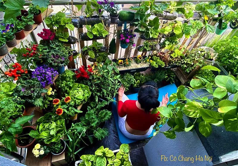 Rau mùi tây trồng trong chậu giá thể là giải pháp xanh lý tưởng cho không gian nhà phố