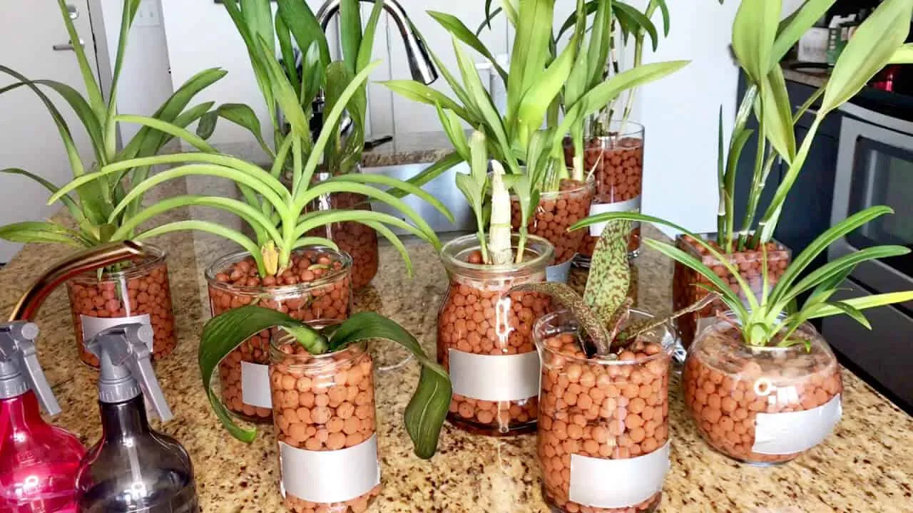 Hệ rễ lan phát triển cực khỏe trong môi trường giá thể Leca đất nung