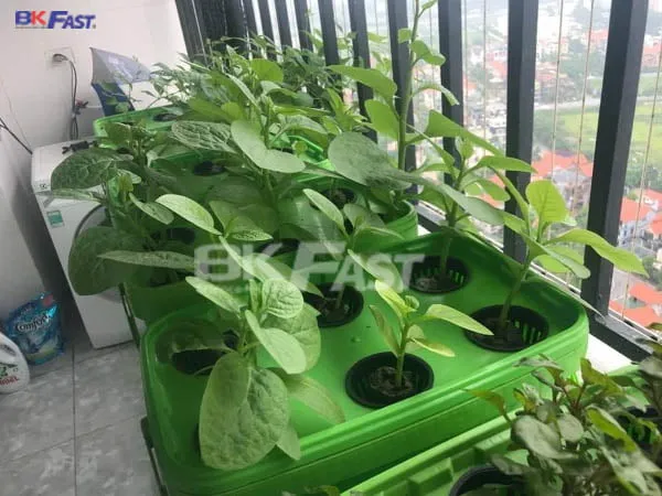 trong-rau-thuy-canh-san-thuong-ban-cong-1 Hệ thống canh tác rau mồng tơi vằn Hydro đảm bảo tiêu chuẩn an toàn thực phẩm khắt khe