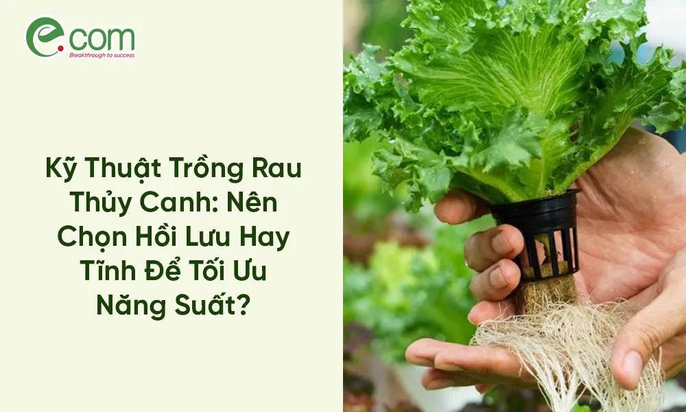 trong-rau-thuy-canh Bộ rễ trắng muốt là dấu hiệu của cây cải thìa thủy canh đang phát triển khỏe mạnh
