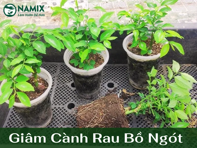 trong_rau_bo_ngot_bang_cach_giam_canh-1 Thường xuyên bấm ngọn giúp cây rau ngót đỏ ra nhiều nhánh mới
