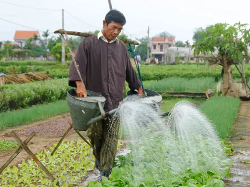 trongrautraque Kỹ thuật tưới gốc kết hợp pha loãng đúng tỷ lệ giúp tối ưu hóa lượng Nitơ hấp thụ