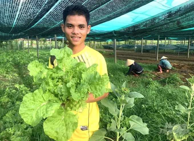 Sử dụng các biện pháp sinh học giúp bảo vệ rau cải bẹ xanh một cách an toàn và bền vững