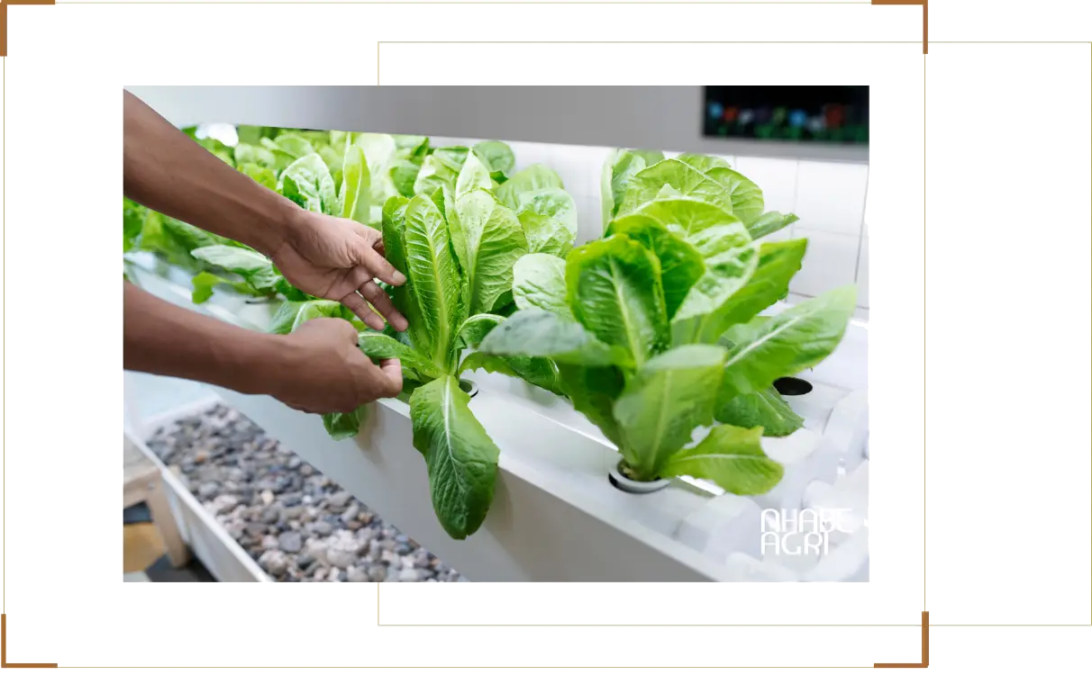 Rau cải bẹ vàng hydro được canh tác trong môi trường sạch đảm bảo an toàn thực phẩm