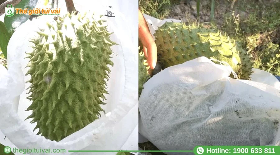 Sử dụng túi bao trái là biện pháp phòng ngừa sâu bệnh hữu hiệu và an toàn