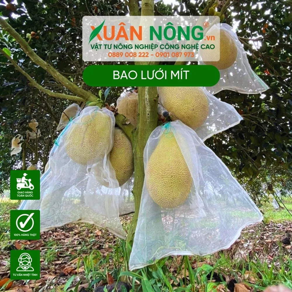 Bao trái là kỹ thuật quan trọng để bảo vệ quả mít khỏi sâu đục trái