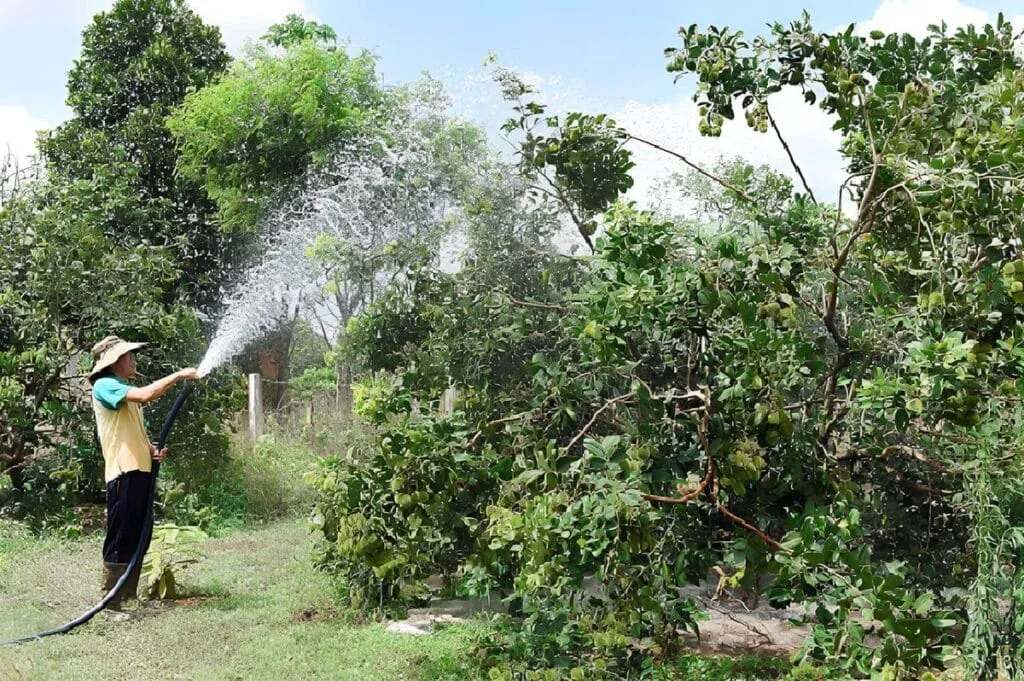 Tưới nước đúng cách và cung cấp đủ ánh sáng là yếu tố then chốt cho sự phát triển của cây