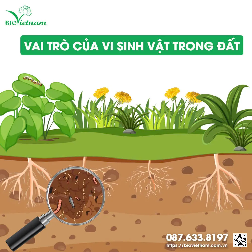 Hệ vi sinh vật phát triển mạnh mẽ giúp đất tơi xốp và giàu dinh dưỡng