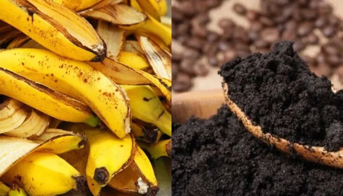 Tro vỏ chuối sau khi đốt chứa hàm lượng kali cacbonat cực cao và dễ hấp thụ