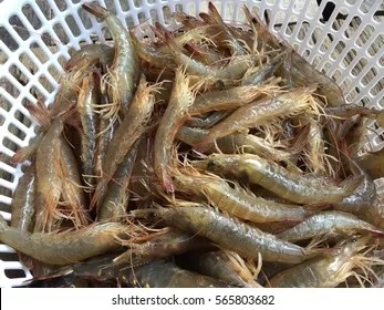 Tôm bạc thương phẩm có giá trị kinh tế cao và thị trường tiêu thụ rộng mở