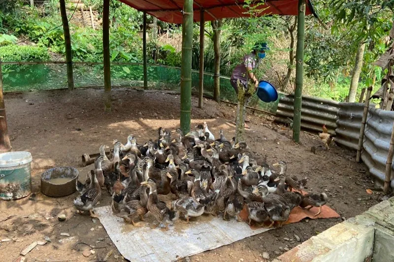 Mô hình nuôi vịt bầu vườn nhà mang lại hiệu quả kinh tế vượt trội và bền vững