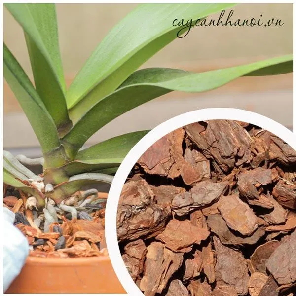 Bộ rễ khỏe mạnh là tiền đề cho những đợt hoa rực rỡ