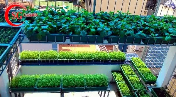 Ánh sáng tự nhiên là yếu tố quyết định màu sắc và chất lượng của cải ngọt