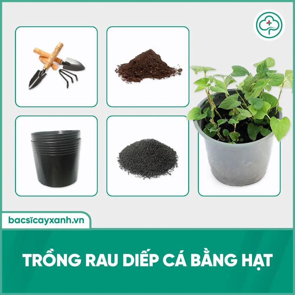 Kỹ thuật trồng rau diếp cá bằng cành giúp cây nhanh chóng bén rễ và phát triển
