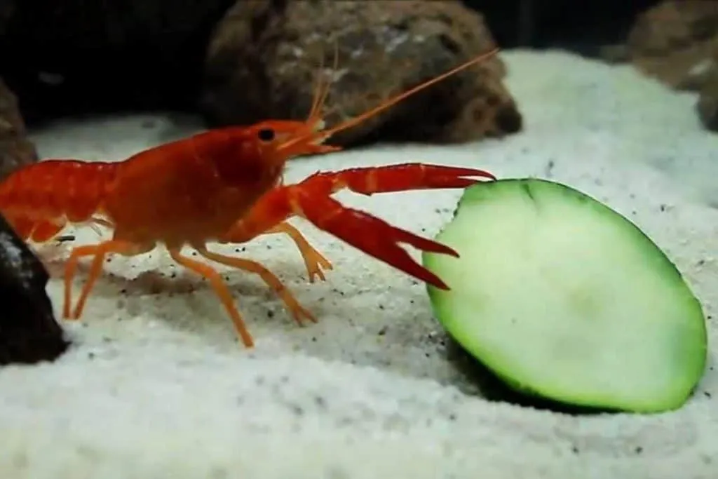 Cung cấp chế độ dinh dưỡng đa dạng giúp tôm Red Claw phát triển khỏe mạnh và thịt ngọt