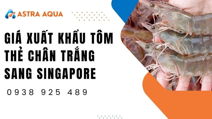 Tôm thẻ chân trắng đạt chuẩn xuất khẩu với kích cỡ đồng nhất và màu sắc tươi sáng
