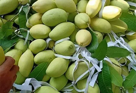 xoai-keo-9499-2021-11-189 Hương vị ngọt đậm và ít xơ là đặc trưng nổi bật của giống xoài mini keo