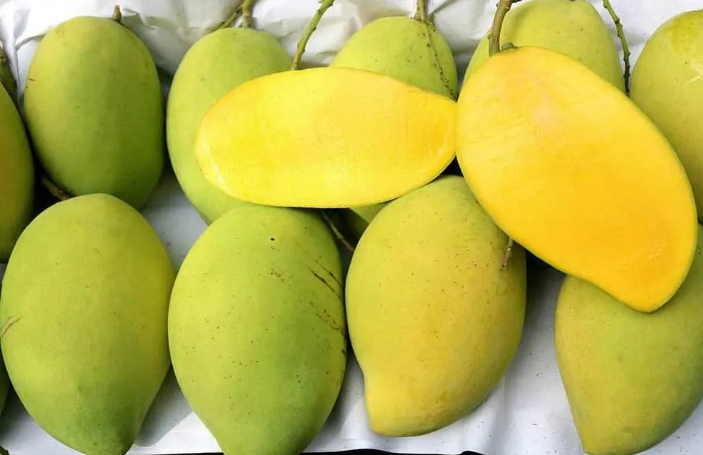 Thịt quả xoài Cát Hòa Lộc siêu ngọt mịn màng và không có xơ