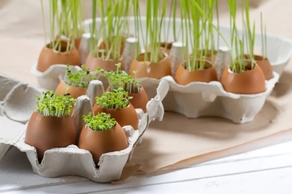Bổ sung vỏ trứng giúp cải thiện cấu trúc đất và cân bằng độ pH