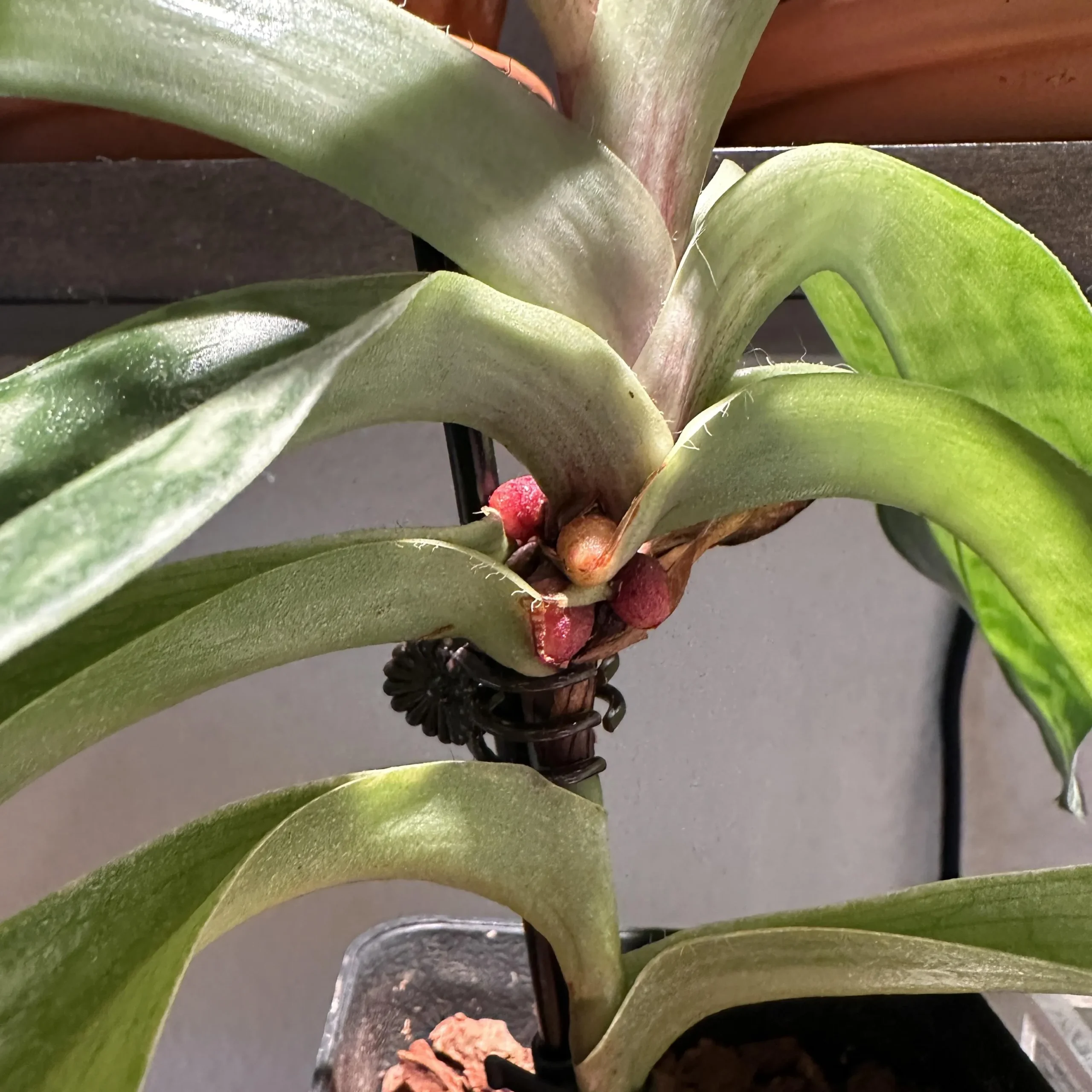 Hệ rễ khỏe mạnh của Lan Hài phát triển len lỏi trong các khe hở của giá thể thông thoáng